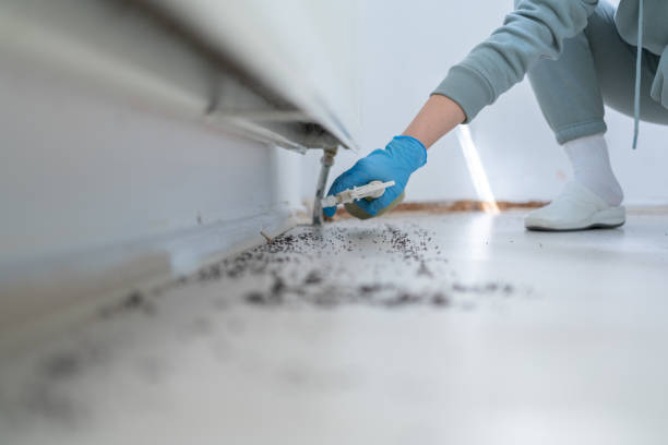 Best Spider Control Near Me  in Houma, LA