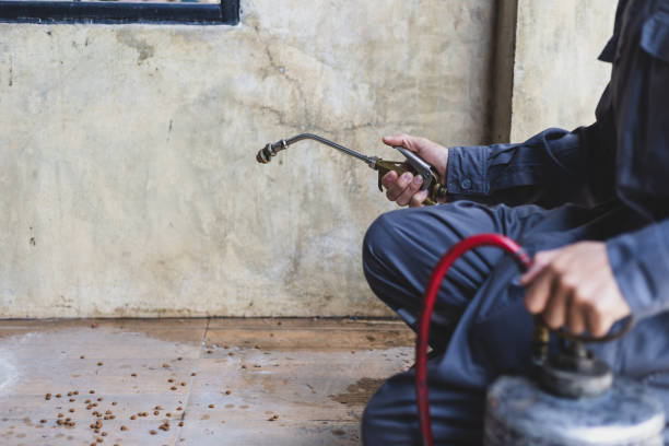 Best Flea Control Services  in Houma, LA